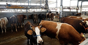 Hayvan Pazarında Kurbanlıklar Satışa Çıktı