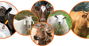 İnternetten kurbanlık alacaklar dikkat; Dolandırılmayın!