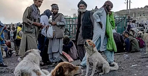 Afganistan'da sokak köpekleri bile uyuşturucudan ölüyor