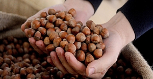 Fındık fiyatı dolar bazında düşük kaldı