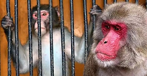 Maymunlar cehennemi: Önce köpekler, şimdi insanlar