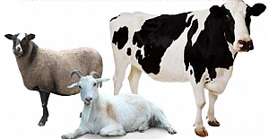 Mübarek Kurban Bayramınız Kutlu Olsun!..