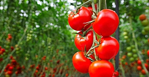 Nevşehir'den ilk defa Ukrayna’ya domates ihracatı yapılıyor