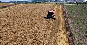 Nilüfer’in ekolojik buğdayında hasat başladı