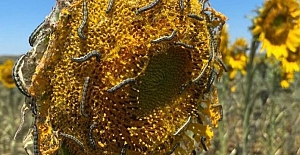 Trakya Bölgesi'nde Ayçiçek ve Mısır'da Tırtıl Belası