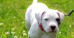 Yasaklı ırklar: Tehlikeli olan kim?