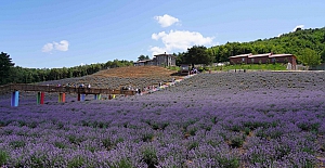 Bilecik Lila Lavanta Bahçesi Şehre Turistik ve Ekonomik  Katkı Sağlıyor