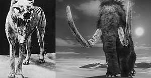 Nesli tükenmiş hayvanları 'geri getirmek' neden zor?