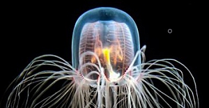 Ölümsüz denizanasının sırrı çözüldü