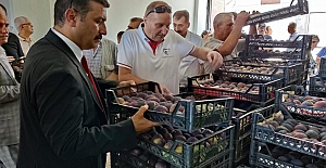 Türkoğlu: "Üreticinin ocağına yine incir ağacı diktiler!.."