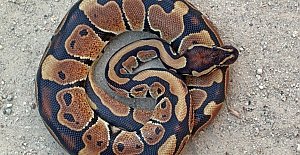 Dev pitonun içinden yaşlı kadının ölü bedeni çıktı