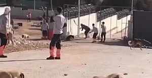 Konya Valiliği: Hayvana şiddet görüntüleriyle ilgili 2 şüpheli tutuklandı9