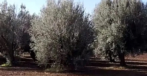 Geri çekilen ‘zeytinliklere maden’ teklifi yeniden Meclis’te