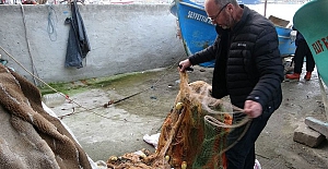 Karadeniz'de ince hamsi alarmı