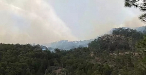 Denizli'de orman yangını... Müdahale ediliyor