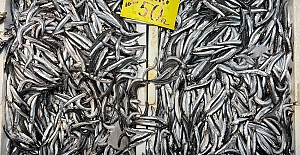 Hamsinin fiyatı yarı yarıya düştü