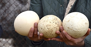 Şaşkınlık veren olay: Deve kuşları mevsimleri karıştırdı