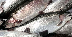 Somon balığı 2022 ihracat rakamları açıklandı