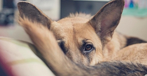 Yeni bilimsel araştırma ortaya çıkardı: Köpeklerin kuyrukları aslında ne işe yarar?
