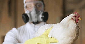 Bu defa tavuklar üzerinde tehlikeli bir salgın: Kuş Gribi