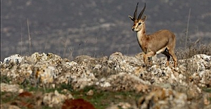 Ormanda yapılaşmanın önünü açan kararname, birçok afete davetiye çıkarıyor
