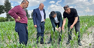 Narenciyeyi dolu vurdu, üretici dertli