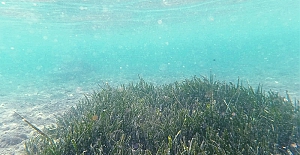 Deniz Çayırları zarar gördüler