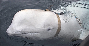 İsveç’te, Rusya’nın casusluk faaliyetleri için kullanıldığından şüphelenilen balina tespit edildi