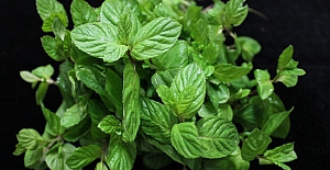 Mentolün Alzheimer hastalarına faydaları keşfedildi