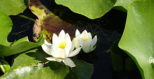 Nilüfer çiçeğini koparana 244 bin TL ceza