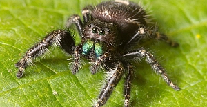 Örümceklerin aç kaldığında körleştiği keşfedildi
