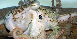 Ahtapotların uyum sağlamak için beyinlerini yeniden yapılandırdığı belirlendi