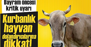 Bayram yaklaşıyor! Kurbanlık hayvan dolandırıcılarına dikkat!