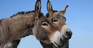 Eşekler insanlık tarihinin akışını nasıl değiştirdi?