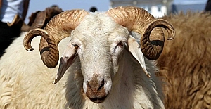 Kurban Bayramı tatili kaç gün olacak?