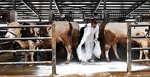 Kurban pazarlarında sinekle mücadele