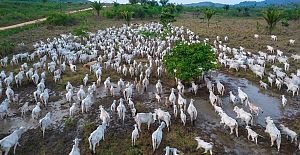 Sığır eti talebini karşılamak için altı yılda 800 milyondan fazla Amazon ağacı kesildi