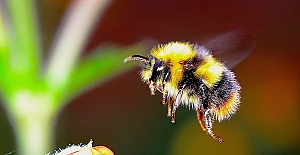 Arıların erken uyanışı tehlike oluşturuyor