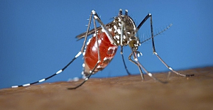 Dikkat bu defa farklı geliyorlar: Bu yaz sivrisineklerden korunmanın etkili 7 yolu