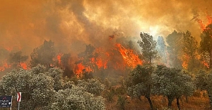 Muğla'nın Milas ilçesinde orman yangını!