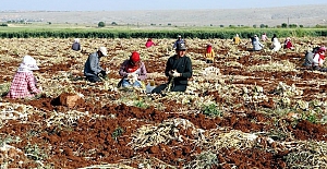 Tarım ürünleri rekoltesi ve gıda fiyatlarında El Nino tehdidi