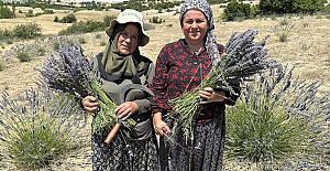 Antalya’da lavanta hasadı
