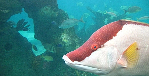 Renk değiştiren balığın "derisiyle görebildiği" keşfedildi
