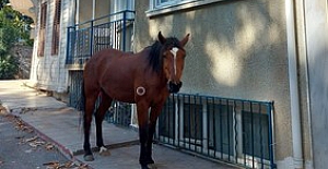 Heybeliada’nın son atları da yerinden yurdundan edildi