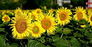 Ayçiçek yağı fiyatı düşecek mi?