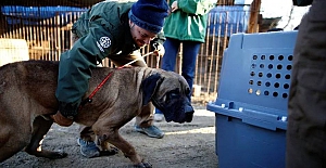 Güney Kore’de köpek yemek yasaklanıyor