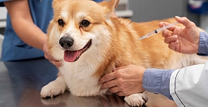 Sokağa çıkmayan evcil hayvana da aşı şart!