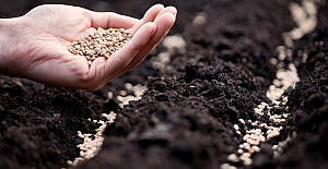 Tohumda zincirler kırıldı