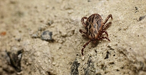 Kene mevsimi geldi, nelere dikkat etmeli?