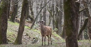 Kızıl geyiklerin İstanbul’daki evi: Bahçeköy Geyik Üretim İstasyonu